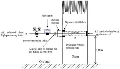 Induction of heartwood formation in young Indian sandalwood (Santalum album L.) by gas elicitors